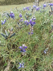Lupinus pubescens