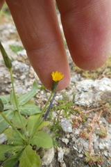Hypochaeris glabra
