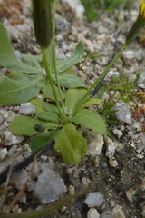 Hypochaeris glabra