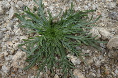 Plantago coronopus