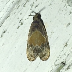 Olethreutes osmundana