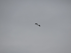 Dendrocygna autumnalis