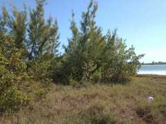 Casuarina cunninghamiana