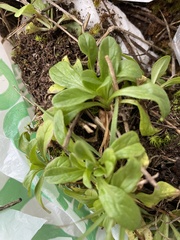 Valerianella locusta