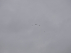 Dendrocygna autumnalis