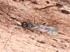 Ichneumonoidea