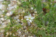Spergula