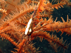Xenocarcinus conicus