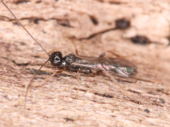 Ichneumonoidea