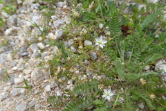 Spergula