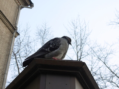 Columba livia domestica