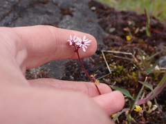 Lithophragma glabrum