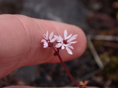 Lithophragma glabrum