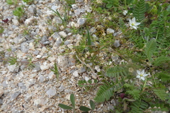 Spergula