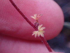 Lithophragma glabrum