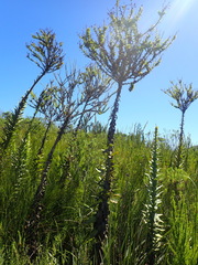 Osteospermum corymbosum