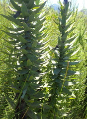 Osteospermum corymbosum