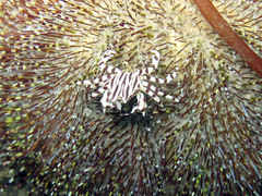 Zebrida adamsii