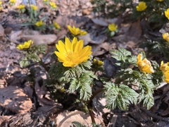 Adonis amurensis