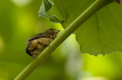 Sporophila castaneiventris