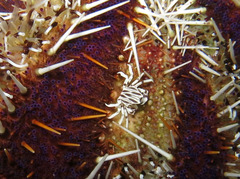 Zebrida adamsii