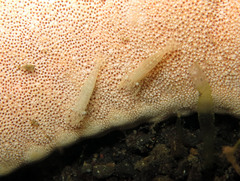 Zenopontonia noverca