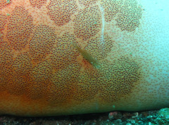 Zenopontonia soror
