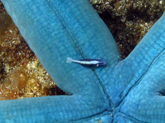 Zenopontonia soror