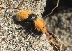 Dasymutilla californica
