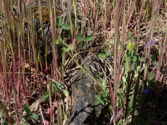 Trifolium microcephalum