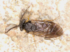 Diprioninae