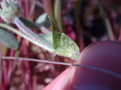 Trifolium microcephalum