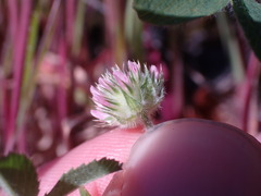 Trifolium microcephalum