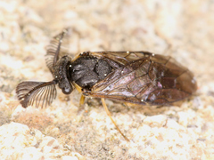 Diprioninae