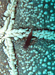 Zenopontonia soror