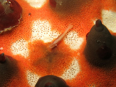 Zenopontonia soror
