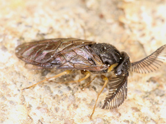 Diprioninae