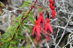 Fuchsia magellanica