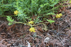 Corydalis aurea
