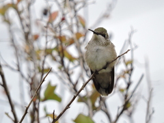 Archilochus colubris