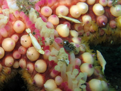 Zenopontonia soror