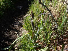 Turritis glabra