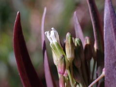 Turritis glabra