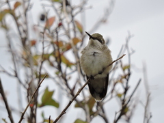 Archilochus colubris