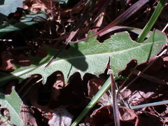 Turritis glabra