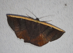 Cimicodes ferruginea