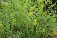 Corydalis aurea