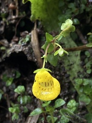 Calceolaria tenella