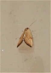 Galgula partita