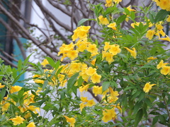 Archilochus colubris